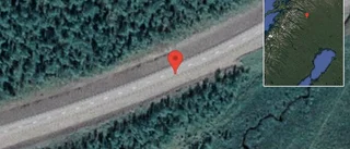 Älg på vägen på väg 870