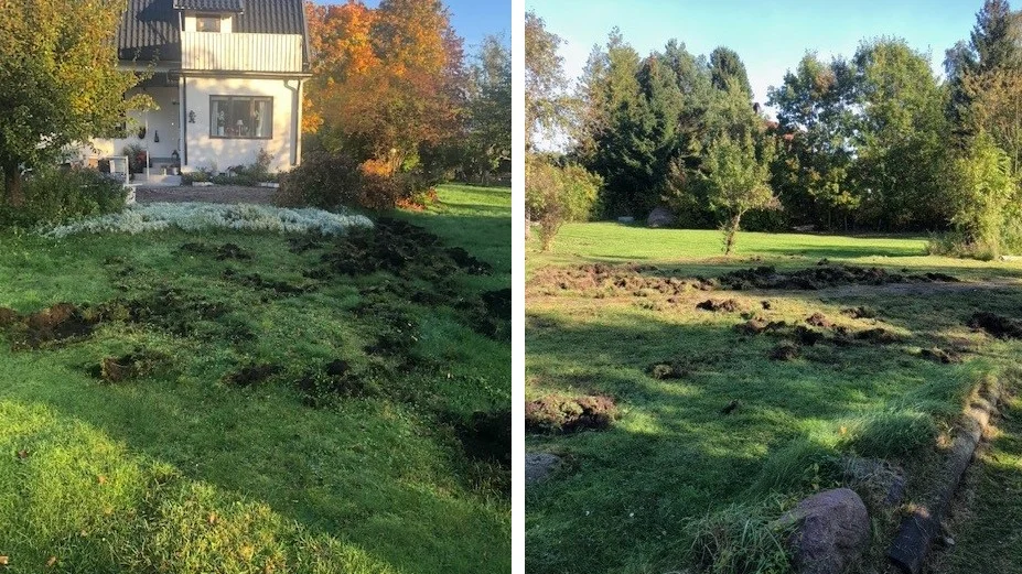 Många trädgårdar i Ankarsrum har förstörts av vildsvin. 