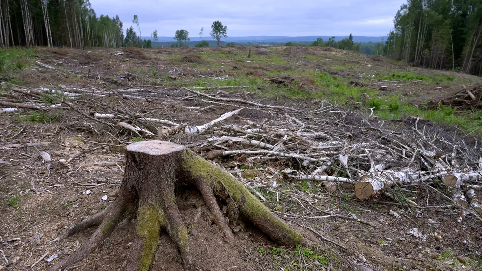 "Att bedriva ett mer naturligt skogsbruk skulle ge oss skogar med större artrikedom och en natur i balans, skogen blir då mer motståndskraftig för klimatförändringarna", skriver Naturskyddsföreningen i Vimmerby, skogsgruppen, i sitt debattinlägg. 