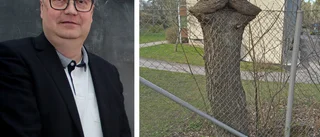 Här är länets knasigaste träd: "Som om det flinade in mot Folkets park"