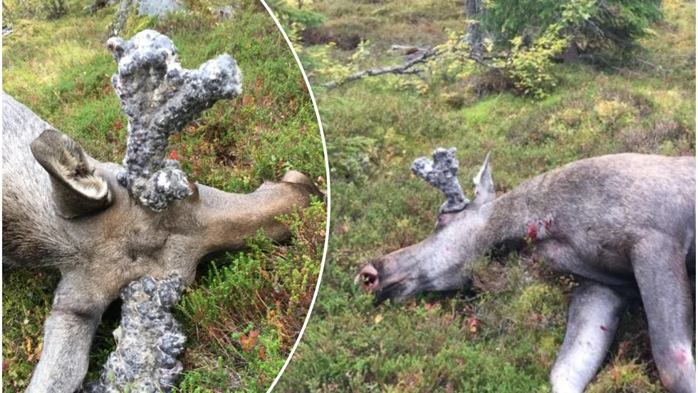 Det var i början av jakten som Alf Viklund sköt en älg som visade sig ha så kallade perukhorn. Älghuvudet skickades in till Statens veterinärmedicinska anstalt för analys.
