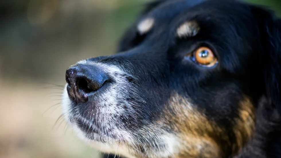 Hunden, en fyraårig blandrashund, lever ett inaktivt liv och rastas enbart bunden i en lina på gården. Nu meddelar länsstyrelsen förbud mot detta och ger ett föreläggande om att hunden måste skötas, bland annat ska klor klippas och päls badas och borstas. (Arkivbild)

