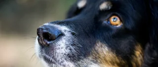 Kräver åtgärder för vanvårdad hund
