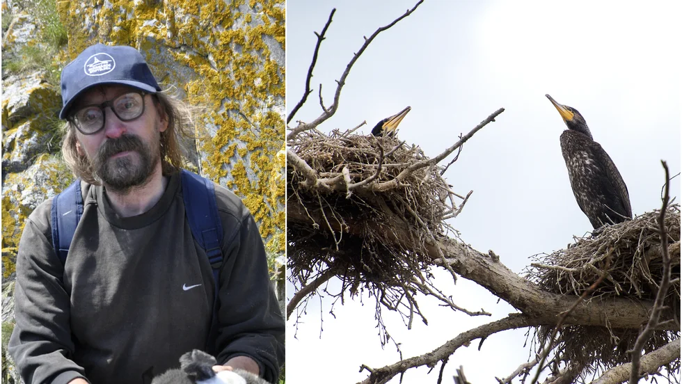 Claes Kyrk är ornitolog och menar att skarven felaktigt har utmålats som den enda boven i frågan om det låga fiskbeståndet kring Trosa. 