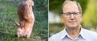 Gåtan löst: Därför går kaninerna på frambenen