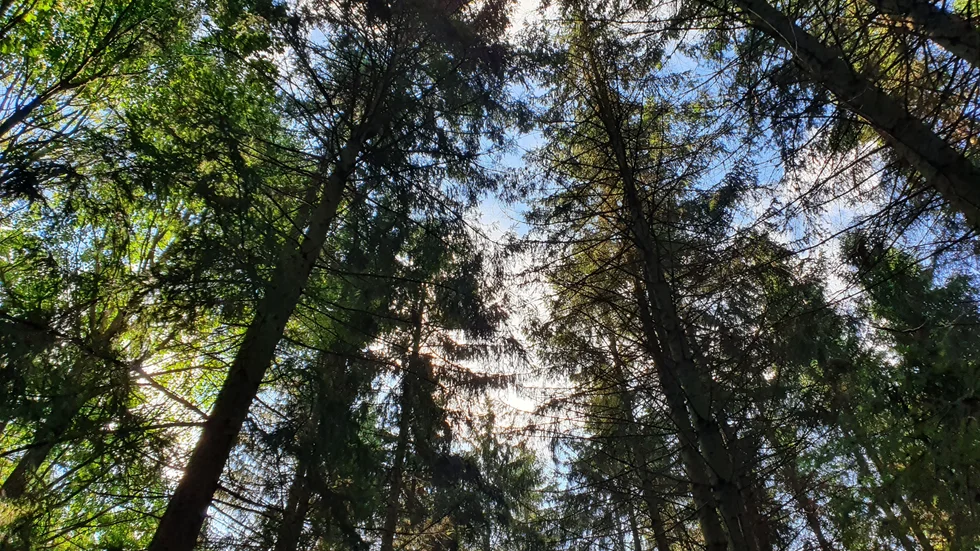Det vore ett stort misstag att försvaga strandskyddet och skyddet av värdefull skog, tycker skribenterna.
