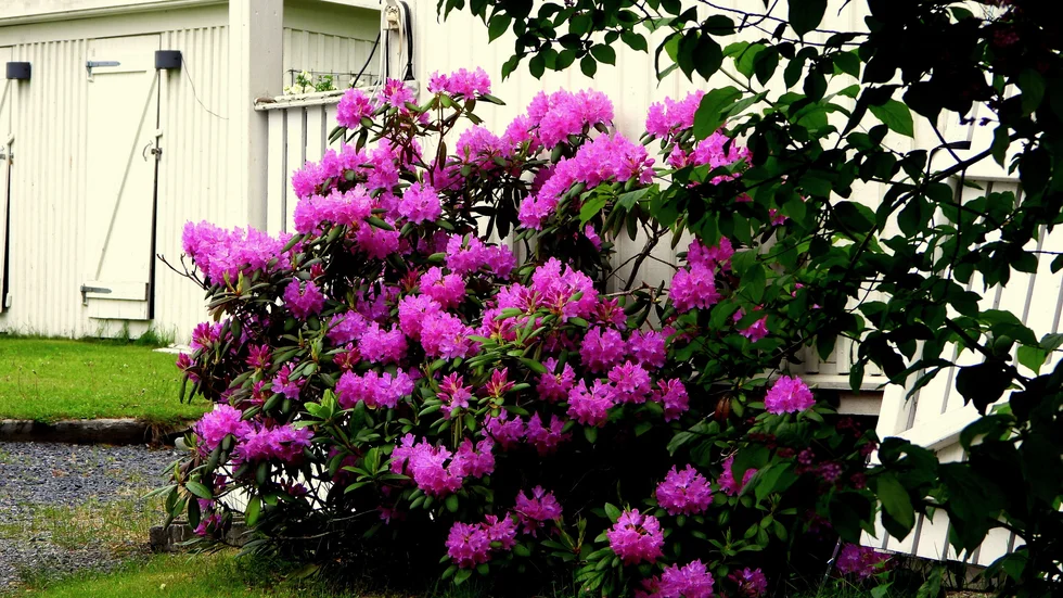 Denna ståtliga rhododenron fångade vår uppmärksamhet.