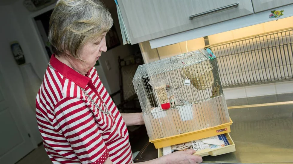 Det gäller att vara på sin vakt när buren ska rengöras. Det har Lisette Eriksson i Boden får erfara.