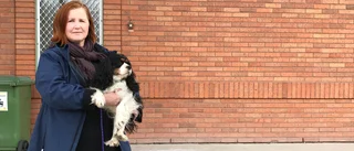 Så mycket dyrare är hundmaten