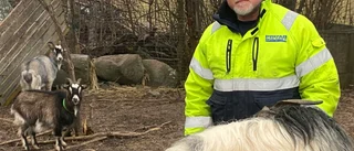Geten Lea är hemma igen - "Hade nästan gett upp hoppet"