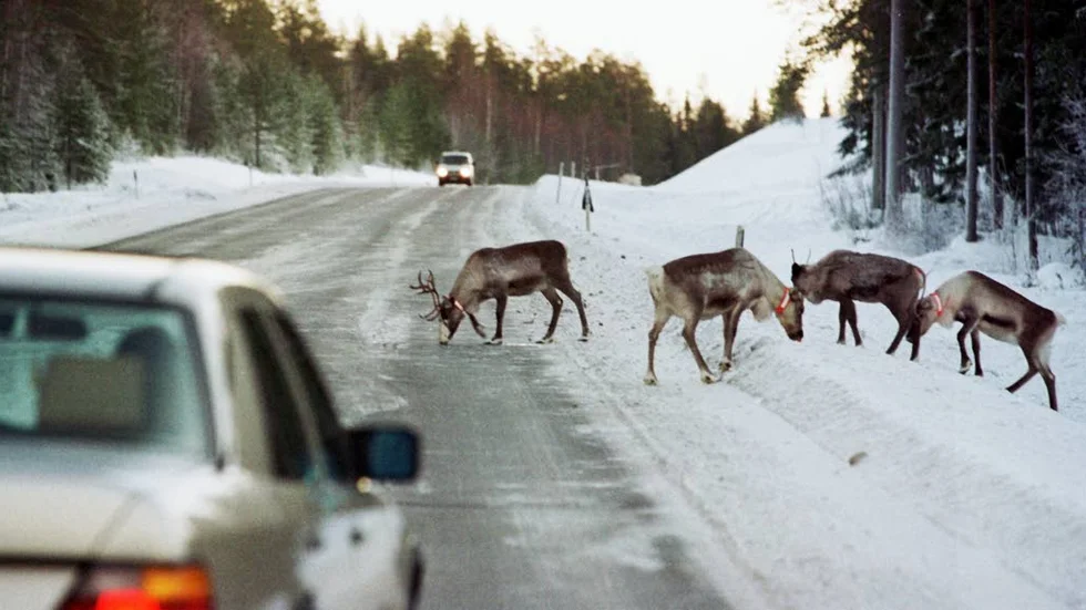 Satsning stängslar in. Trafikverket ska rusta E?10 och skapa ökad trafiksäkerhet. Men med det riskerar flera samebyar att få sina områden avskurna. ”Då krävs det passager, ekodukter, och de är inte billiga”, säger Niila Inga, Laevas sameby.