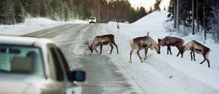 Instängslad E 10 oroar samebyar