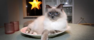 Nu är det klart: Albus, 4, Enköpings Lussekatt 2022! • Tar nådigt emot sina priser och skojbråkar med kompisen Smilla