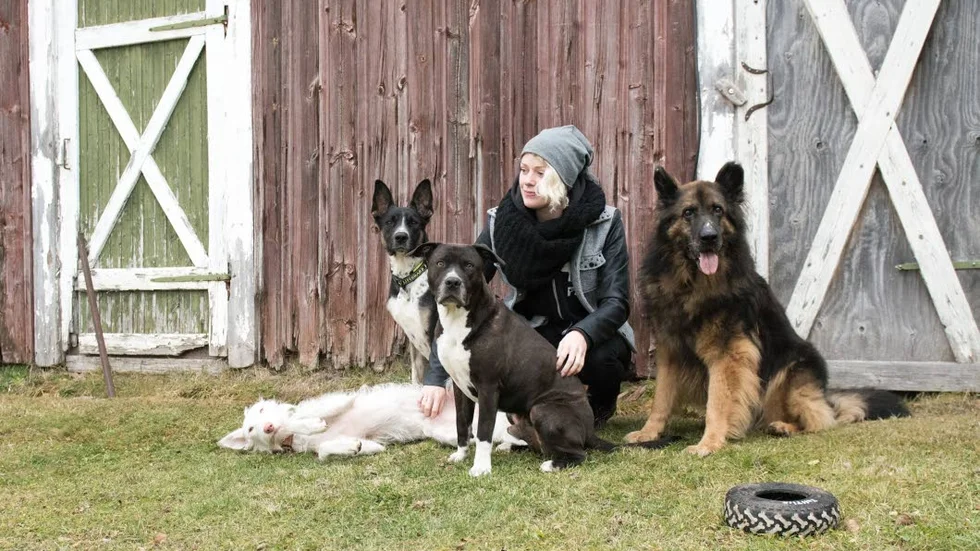Samling. Från vänster: Ida, Levi, Filten, Linnea och Alfons. De andra hundarna hamnade utanför bild, med Lars i spetsen.