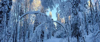 Läsarbilden                   