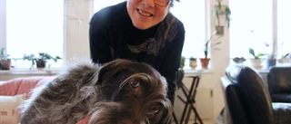 Raketrädda hunden Beamers värsta högtid: Fick fly staden ▪ "Ska inte behöva medicinera hunden" – Matte Lisbeth vill se förändring