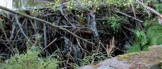 Naturens byggmästare