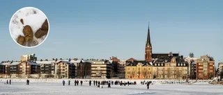 Dra inte skam över oss andra hundägare – plocka upp bajset