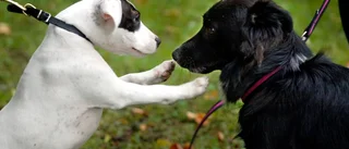 Hundägare misstänkt för vanvård