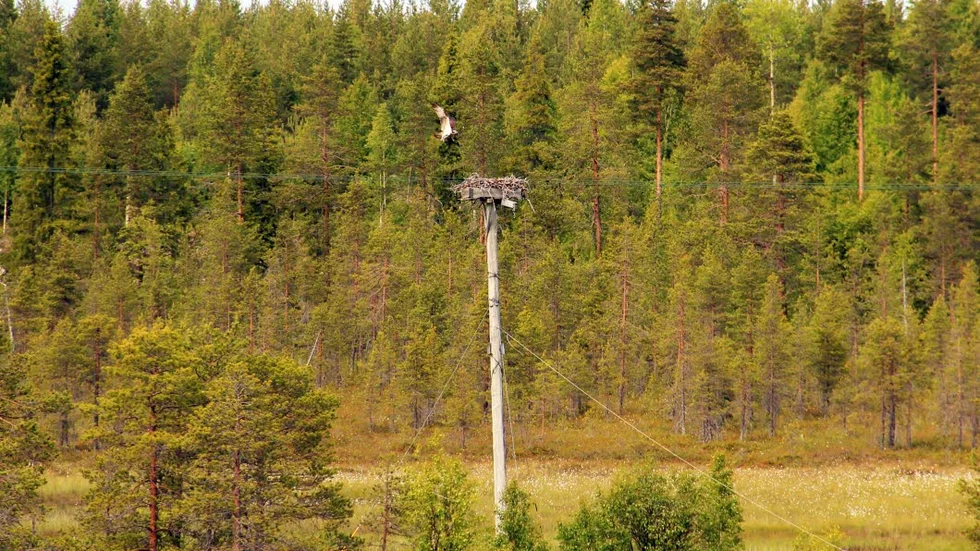 VÄLÖVAD INFLYGNING. Det kan dock vara avkommor till det ursprungliga fiskgjuseparet som häckar i elstolpen. Fiskgjusar kan bli upp till 20 år gamla.