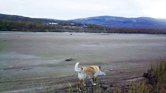 sjön torrlagd. Ett tekniskt fel gjorde att norska sjön Galgojavri nära Treriksröset tömdes på vatten. Ansvarig är Tromsö kraft, som nu är anmält för miljöbrott.