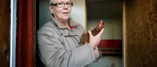 Hönsägare: "Sönderskurna i analöppningen"