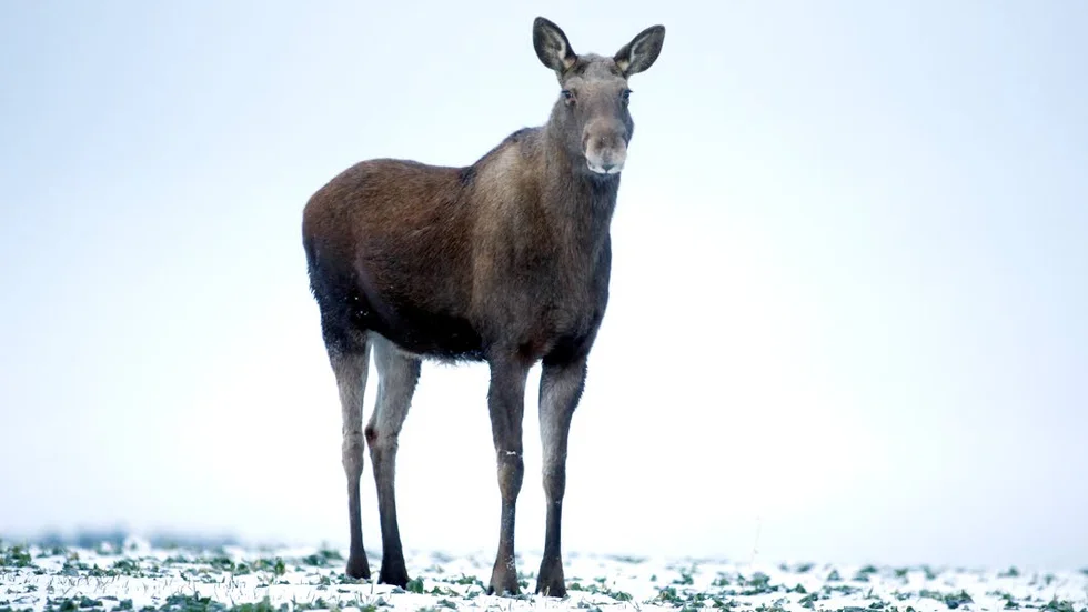 OBS. Detta är en arkivbild och inte en bild på den haltande älgen.