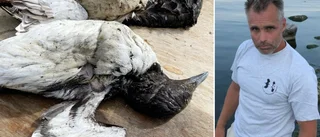 Tusentals döda fåglar längst Gotlands västkust • Så ska du agera om du ser dem • Veterinären: ”Det är det sämsta man kan göra!”