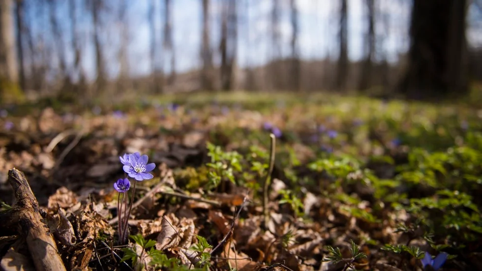 Idag ger Alliansen sin slutreplik i debatten om naturturism, som pågått sedan december.