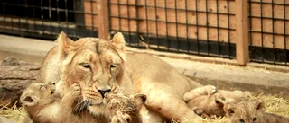 Babylyckan på Parken zoo: Fyra lejonungar har fötts