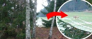 Par i Stigtomta: "Vi såg också vargen"