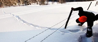 Rovdjur i fokus för övervakning