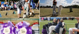 Oro för ekonomin inför Gotland dog show • Färre anmälda än tidigare • ”Vi undrar hur vi ska få ihop det.”