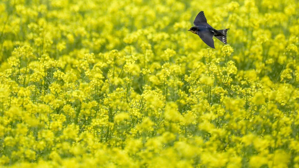 Blommande fält med senapsväxter. Arkivbild.