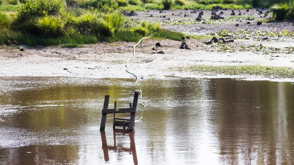 Alstorpsdammen strax norr om Nävekvarn torkar allt mer ut och för tankarna till Australien.
