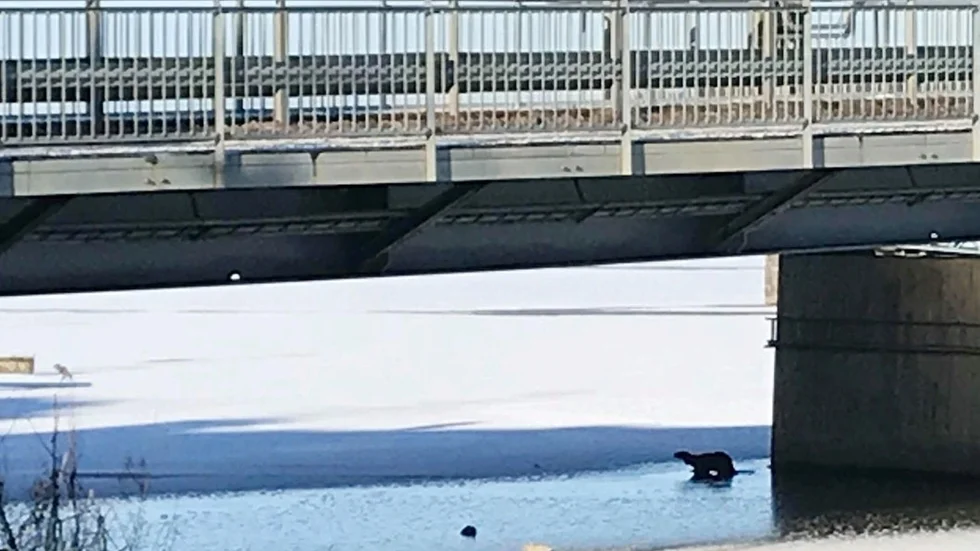 Flera uttrar sågs i fredags göra ett kortare gästspel under Tosteröbron. Djuret som fångats av Helena Brännebys mobilkamera är vuxet.