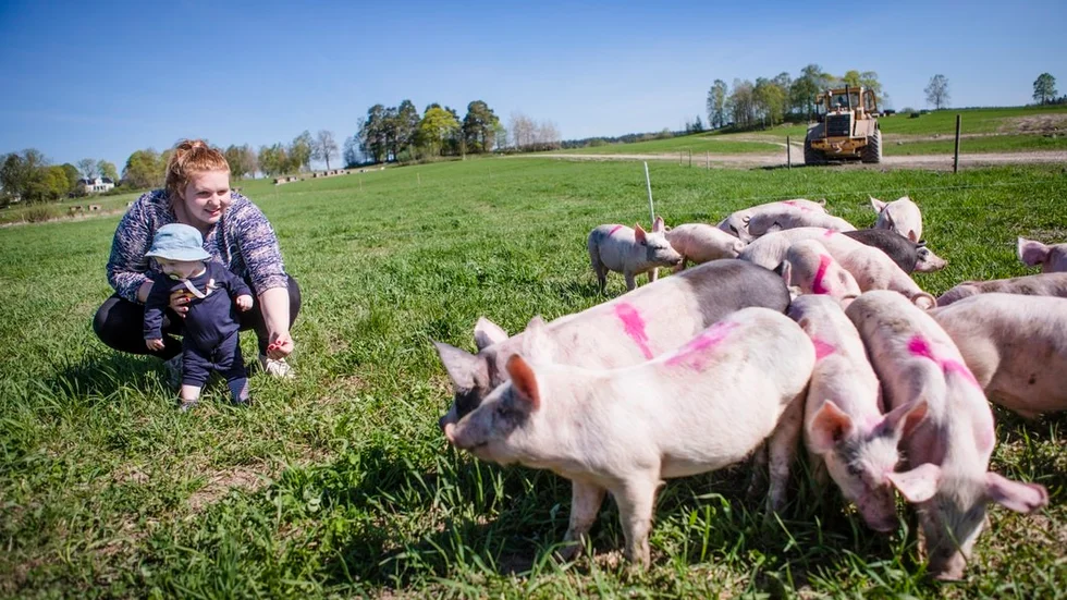 Sofie Schörling med sju månader gamle Frank hos utegrisarna. Grisarna är nyfikna och vänliga, men håller gärna lite avstånd. Att grisarna är märkta med rosa färg beror på att man ska veta att de har vaccineras.