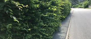 Håll ordning på era vildvuxna häckar och träd