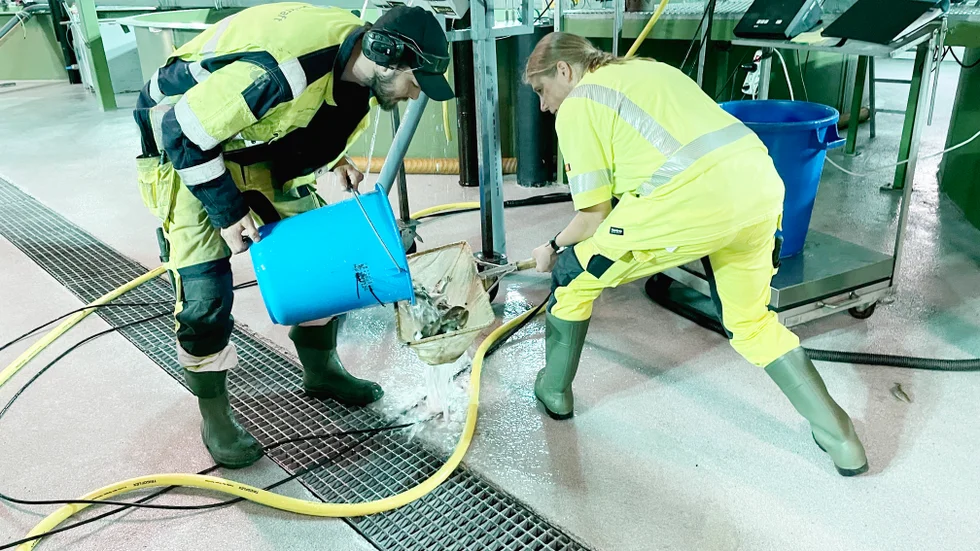 Håvar smolt för att väga mängden som släpps ut. 