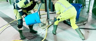 Fritt fall för smolt – vi var med vid utsättning av unglax: ”För oss är det som nyårsafton, ut med det gamla in med det nya” 