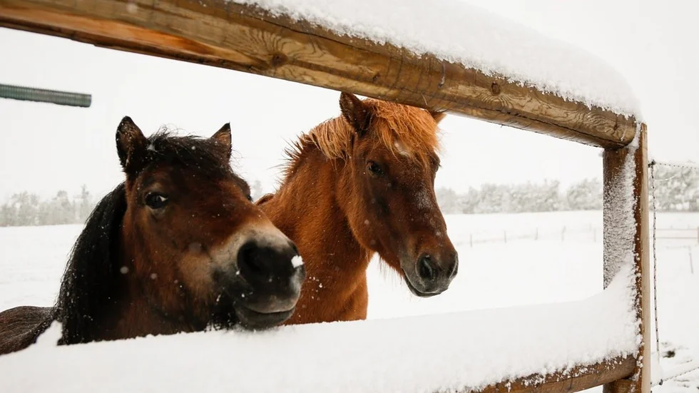 De här hästarna bor på annat håll och har inget samband med artikeln. Foto: Jeff McIntosh/AP