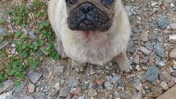 En mopsvalp avlivades efter att den hittats vanvårdad i Torshälla.