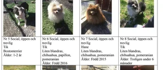 Polisen jagar sörmländska hem åt 13 gulliga hundar