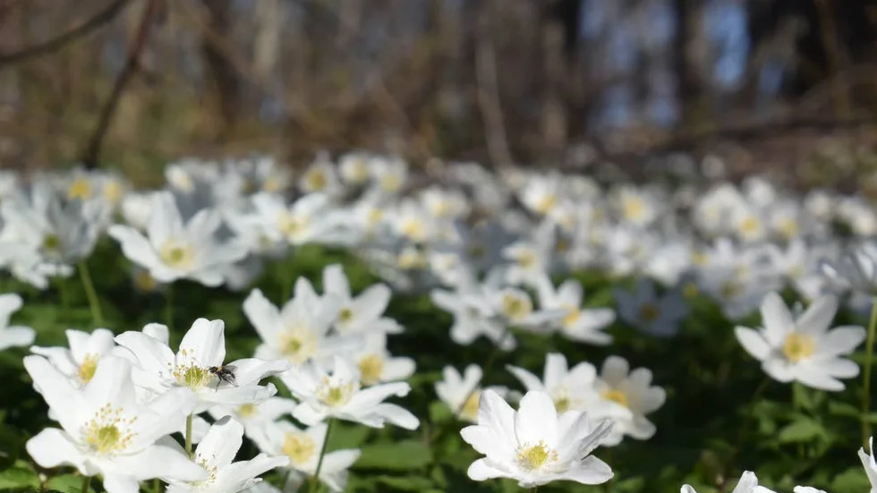 Vitsippor har nyligen blommat i Fågelsången, som nu går mot grönare nyanser.