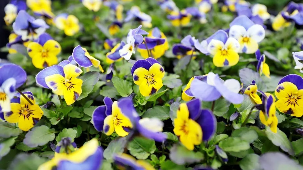 Inga sommarblommor går helt säkra för frosten, men penséerna är de blommor som om möjligt kan klara kylan.
