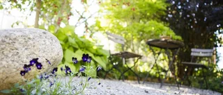 Så övervintrar du fuchsia och pelargon