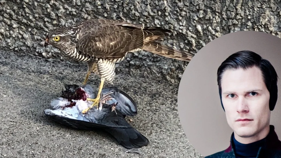 Jonas Augustsson både filmade och fotade sparvhöken.