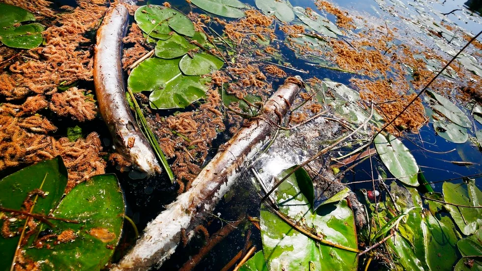 Fiskarna flyter i ytvattnet och fastnar ofta i näckrosor eller skräp.