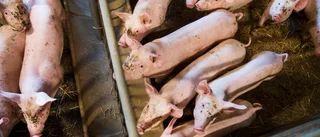 MP: Nu stärker vi djurskyddet