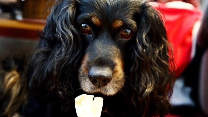 Annika Lindkvists sjuåriga hund Texas har funnits med i hennes liv sedan han var en liten valp, och betyder mycket för sällskapet. Då Annika själv har svårt att röra sig, blir det ofta assistenterna som hjälper till med att rasta hunden.